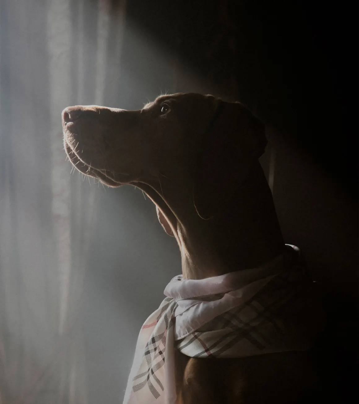 00 Dog